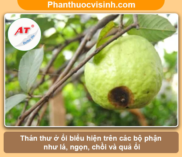 Cách phòng trừ bệnh thán thư trên cây ổi hiệu quả, an toàn