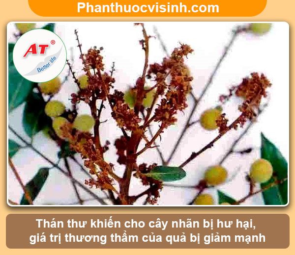 Bệnh thán thư trên cây nhãn: Nguyên nhân và cách phòng trừ