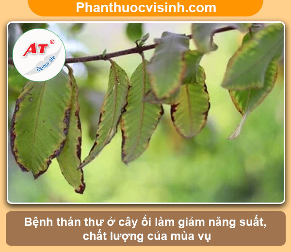 Cách phòng trừ bệnh thán thư trên cây ổi hiệu quả, an toàn