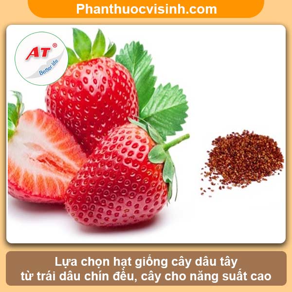 Hướng dẫn cách trồng dâu tây bằng hạt nảy mầm 100%, sai quả