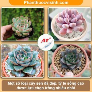 Các loại sen đá dễ trồng ra hoa đẹp, ý nghĩa và công dụng
