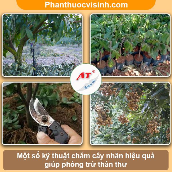 Bệnh thán thư trên cây nhãn: Nguyên nhân và cách phòng trừ