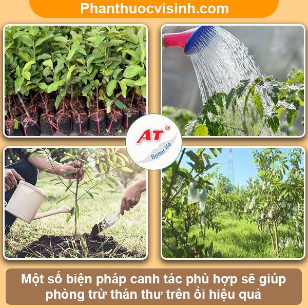 Cách phòng trừ bệnh thán thư trên cây ổi hiệu quả, an toàn