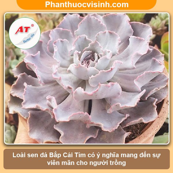 Các loại sen đá dễ trồng ra hoa đẹp, ý nghĩa và công dụng 7 Các loại sen đá dễ trồng ra hoa đẹp, ý nghĩa và công dụng