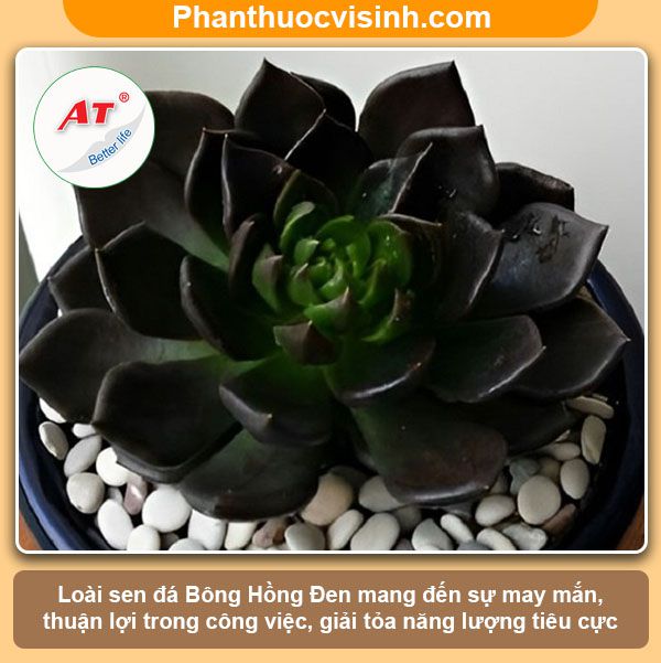 Các loại sen đá dễ trồng ra hoa đẹp, ý nghĩa và công dụng 5 Các loại sen đá dễ trồng ra hoa đẹp, ý nghĩa và công dụng