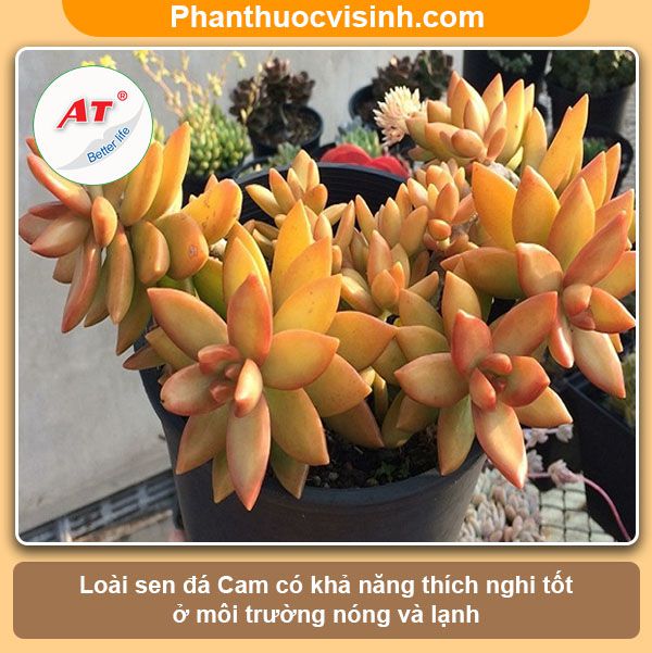 Các loại sen đá dễ trồng ra hoa đẹp, ý nghĩa và công dụng 8 Các loại sen đá dễ trồng ra hoa đẹp, ý nghĩa và công dụng