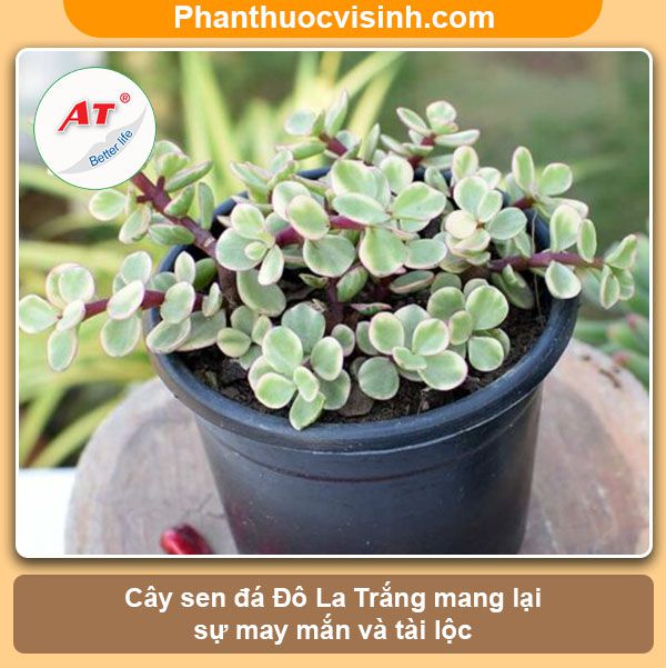 Các loại sen đá dễ trồng ra hoa đẹp, ý nghĩa và công dụng 2 Các loại sen đá dễ trồng ra hoa đẹp, ý nghĩa và công dụng