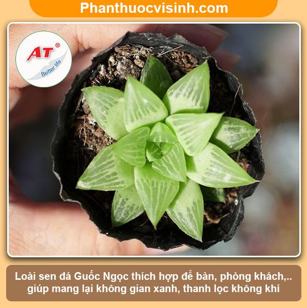 Các loại sen đá dễ trồng ra hoa đẹp, ý nghĩa và công dụng 4 Các loại sen đá dễ trồng ra hoa đẹp, ý nghĩa và công dụng