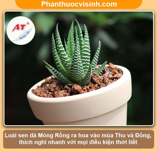 Các loại sen đá dễ trồng ra hoa đẹp, ý nghĩa và công dụng 10 Các loại sen đá dễ trồng ra hoa đẹp, ý nghĩa và công dụng