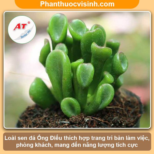Các loại sen đá dễ trồng ra hoa đẹp, ý nghĩa và công dụng 6 Các loại sen đá dễ trồng ra hoa đẹp, ý nghĩa và công dụng
