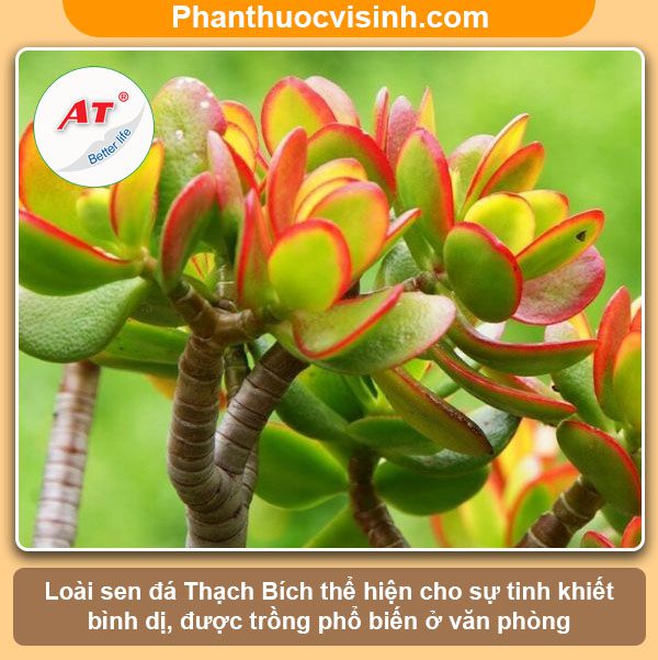 Các loại sen đá dễ trồng ra hoa đẹp, ý nghĩa và công dụng 9 Các loại sen đá dễ trồng ra hoa đẹp, ý nghĩa và công dụng