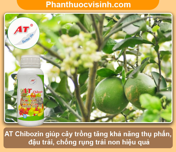 Nguyên nhân bưởi ra hoa không đậu quả & Cách khắc phục 4 Nguyên nhân bưởi ra hoa không đậu quả & Cách khắc phục
