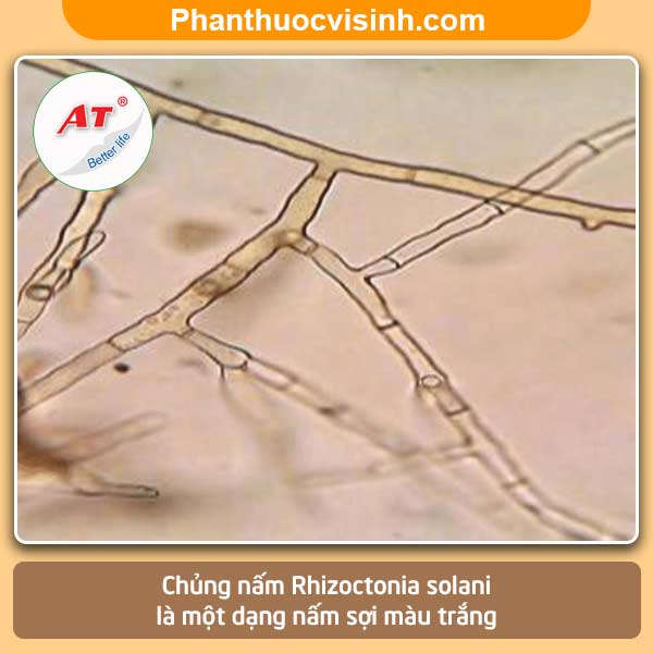 Bệnh lỡ cổ rễ trên cây ớt nguyên nhân và Cách phòng trị