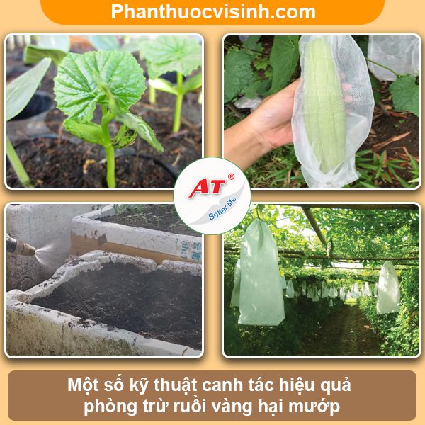 Hướng dẫn cách diệt ruồi vàng hại mướp hiệu quả, an toàn