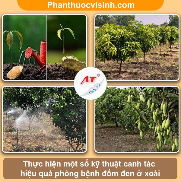 Nguyên nhân & Cách phòng trừ tình trạng cây xoài bị đốm đen