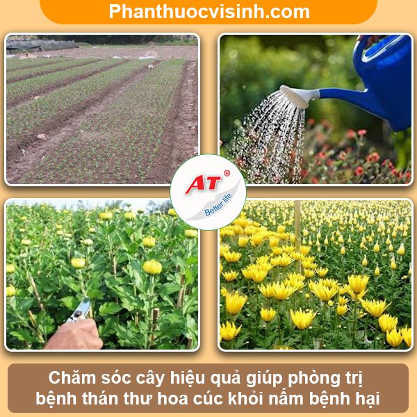 Cách phòng trị bệnh thán thư trên hoa cúc và Nguyên nhân
