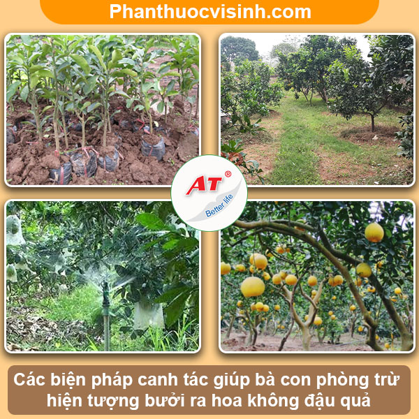 Nguyên nhân bưởi ra hoa không đậu quả & Cách khắc phục 3 Nguyên nhân bưởi ra hoa không đậu quả & Cách khắc phục