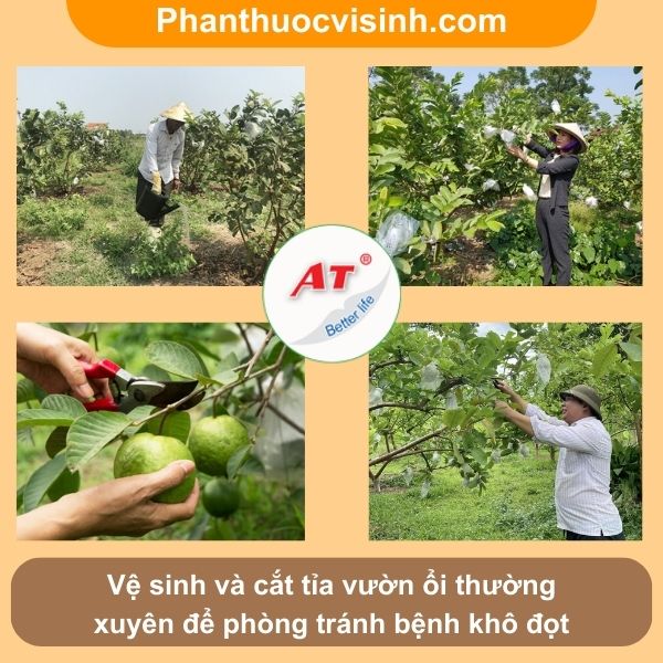 Biện pháp khắc phục tình trạng cây ổi bị khô đọt hiệu quả