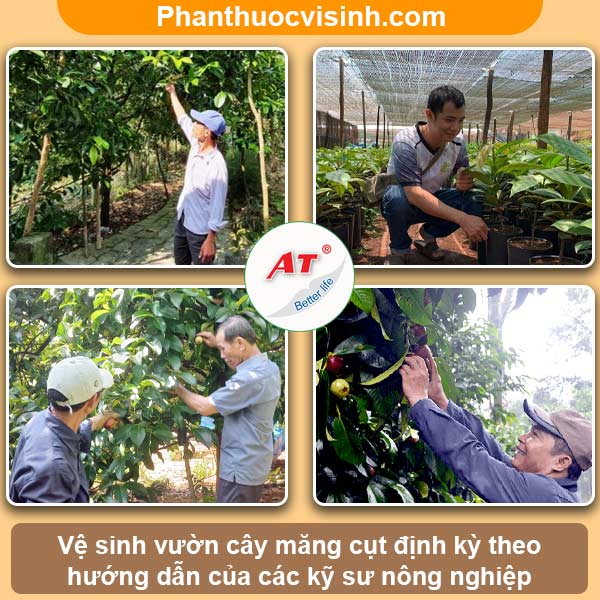 Cách khắc phục cây măng cụt bị cháy lá & nguyên nhân do đâu?