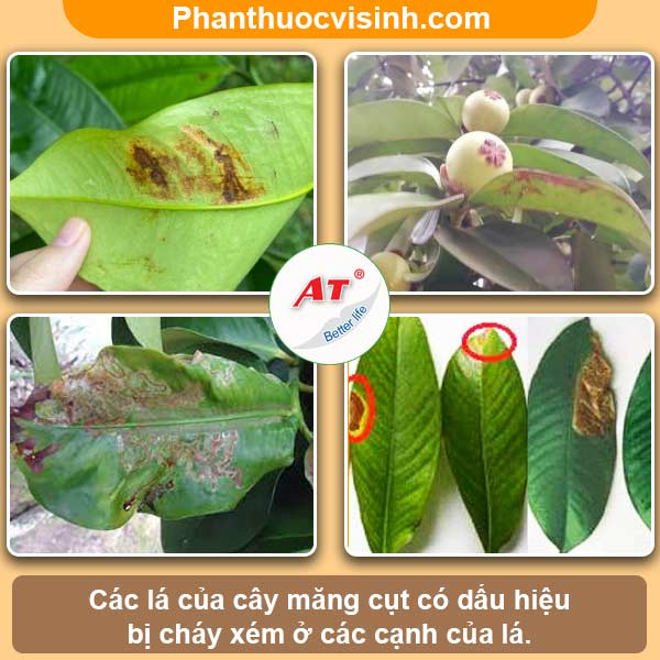 Cách khắc phục cây măng cụt bị cháy lá & nguyên nhân do đâu?