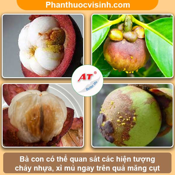 Trái măng cụt bị xì mủ nguyên nhân do đâu? Cách phòng trị