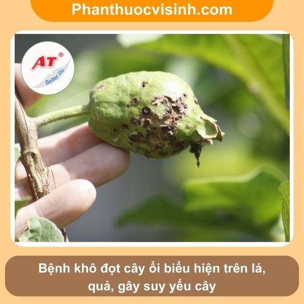 Biện pháp khắc phục tình trạng cây ổi bị khô đọt hiệu quả