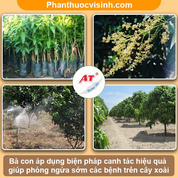 Hướng dẫn cách phòng trừ bệnh phấn trắng trên xoài hiệu quả