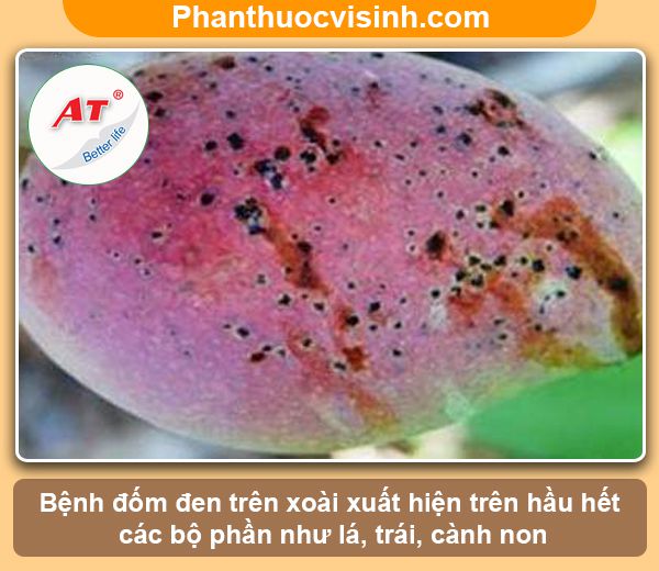 Nguyên nhân & Cách phòng trừ tình trạng cây xoài bị đốm đen