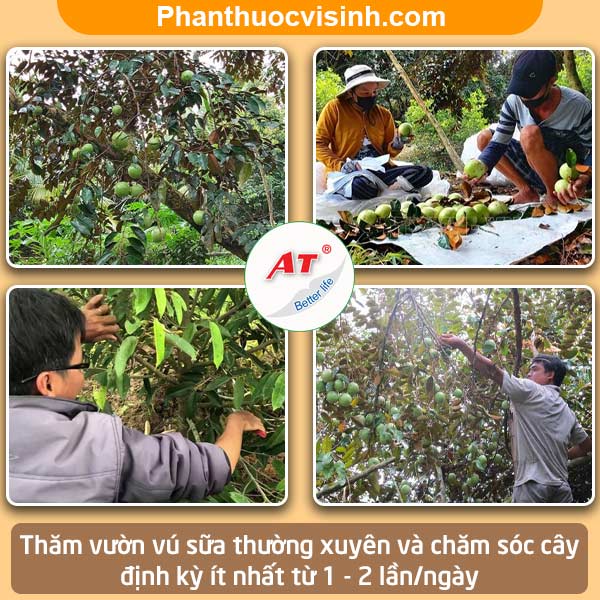 Biện pháp xử lý cây vú sữa bị khô cành và Nguyên nhân