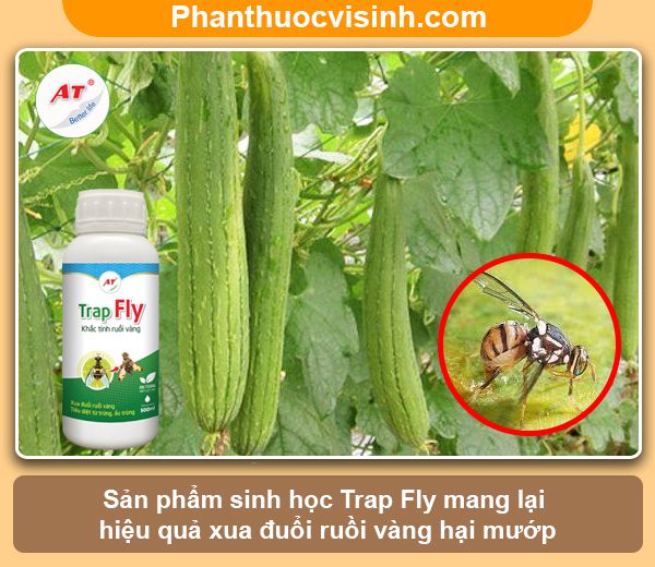 Hướng dẫn cách diệt ruồi vàng hại mướp hiệu quả, an toàn