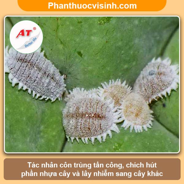 Cách khắc phục cây măng cụt bị cháy lá & nguyên nhân do đâu?