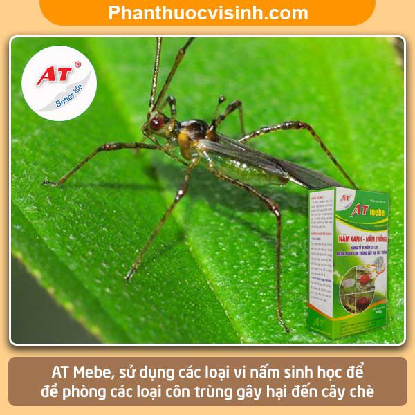 Biện pháp xử lý bọ xít muỗi hại chè hiệu quả và an toàn