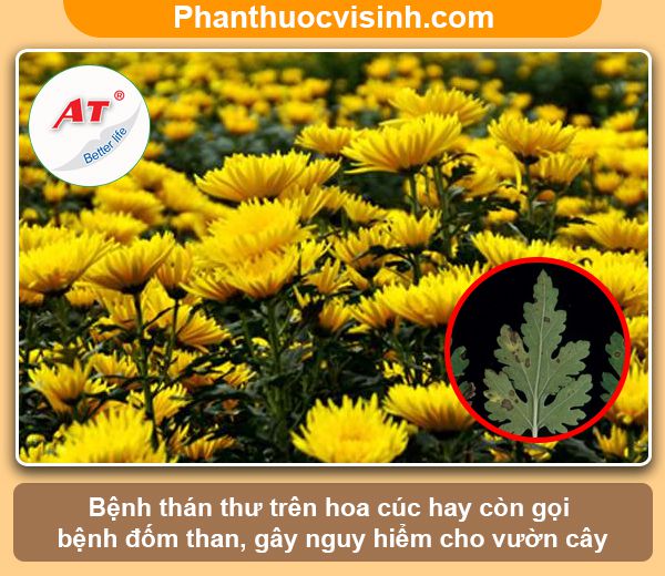 Cách phòng trị bệnh thán thư trên hoa cúc và Nguyên nhân