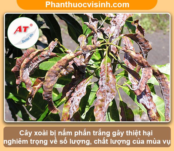 Hướng dẫn cách phòng trừ bệnh phấn trắng trên xoài hiệu quả