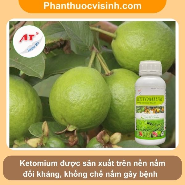 Biện pháp khắc phục tình trạng cây ổi bị khô đọt hiệu quả