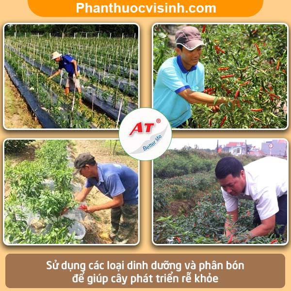 Bệnh lỡ cổ rễ trên cây ớt nguyên nhân và Cách phòng trị