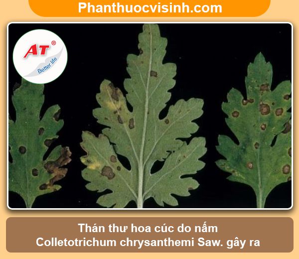 Cách phòng trị bệnh thán thư trên hoa cúc và Nguyên nhân