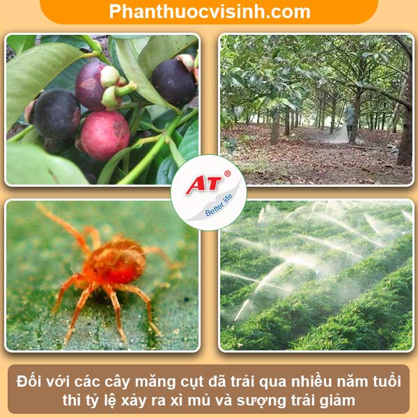 Trái măng cụt bị xì mủ nguyên nhân do đâu? Cách phòng trị