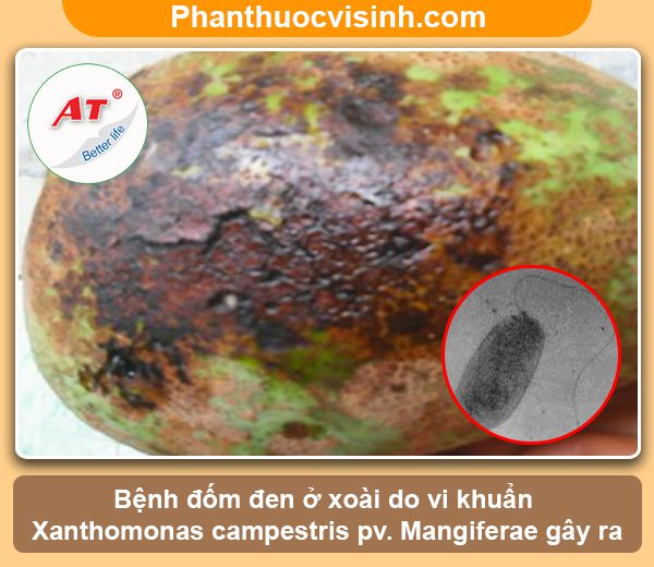 Nguyên nhân & Cách phòng trừ tình trạng cây xoài bị đốm đen