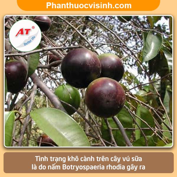 Biện pháp xử lý cây vú sữa bị khô cành và Nguyên nhân