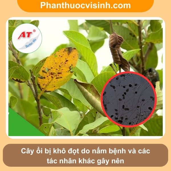 Biện pháp khắc phục tình trạng cây ổi bị khô đọt hiệu quả