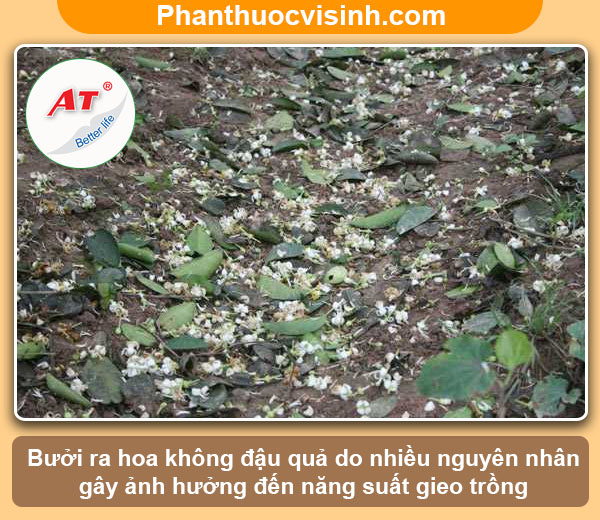 Nguyên nhân bưởi ra hoa không đậu quả & Cách khắc phục 2 Nguyên nhân bưởi ra hoa không đậu quả & Cách khắc phục