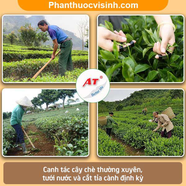 Biện pháp xử lý bọ xít muỗi hại chè hiệu quả và an toàn