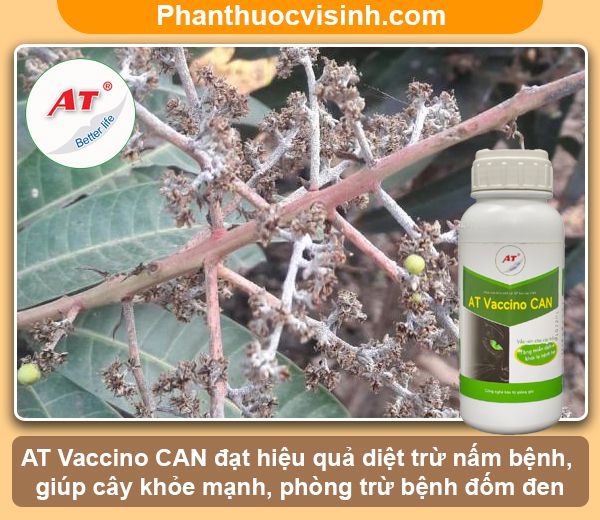 Hướng dẫn cách phòng trừ bệnh phấn trắng trên xoài hiệu quả