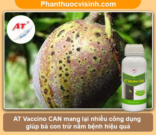 Nguyên nhân & Cách phòng trừ tình trạng cây xoài bị đốm đen