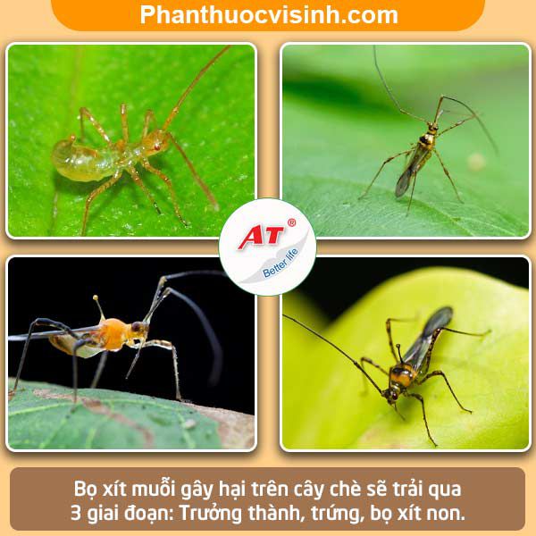 Biện pháp xử lý bọ xít muỗi hại chè hiệu quả và an toàn