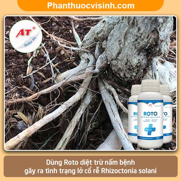 Bệnh lỡ cổ rễ trên cây ớt nguyên nhân và Cách phòng trị