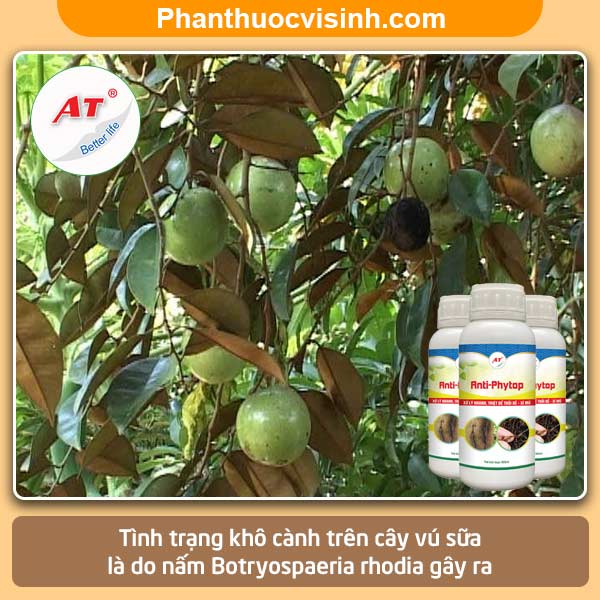 Biện pháp xử lý cây vú sữa bị khô cành và Nguyên nhân