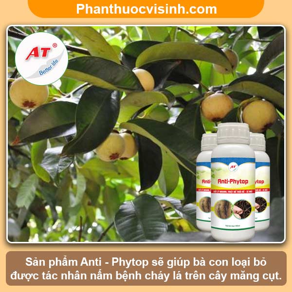 Cách khắc phục cây măng cụt bị cháy lá & nguyên nhân do đâu?