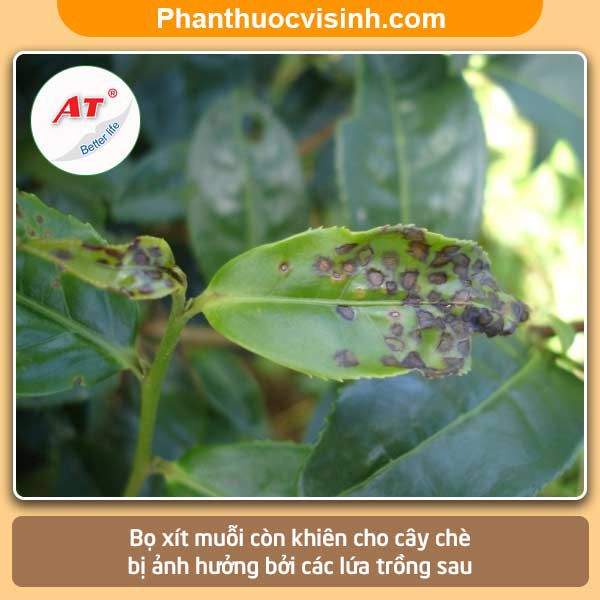 Biện pháp xử lý bọ xít muỗi hại chè hiệu quả và an toàn